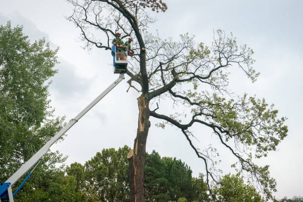 Professional  Tree Services in Grace, ID