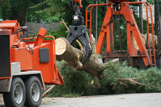 Best Tree Risk Assessment  in Grace, ID